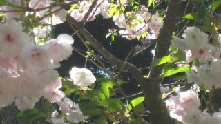 磐椅神社にある大鹿桜（サトザクラ）