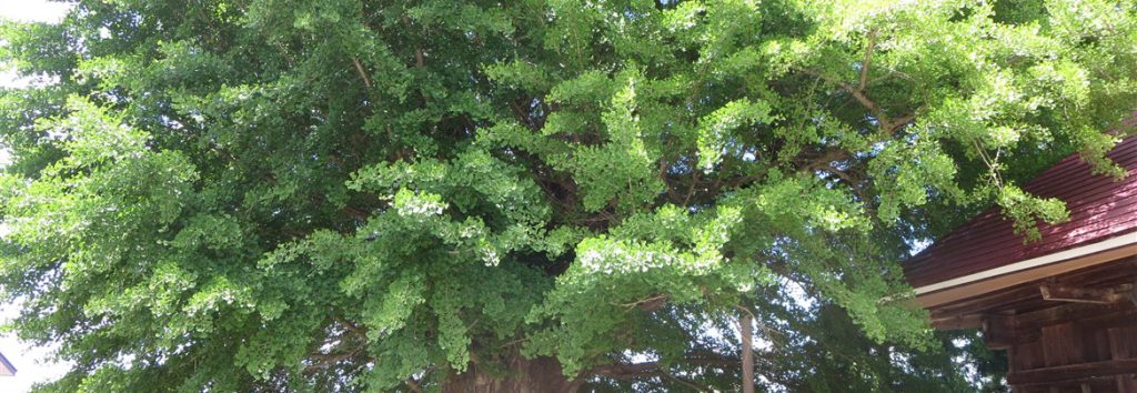 樹齢推定700年の巨大な銀杏の木