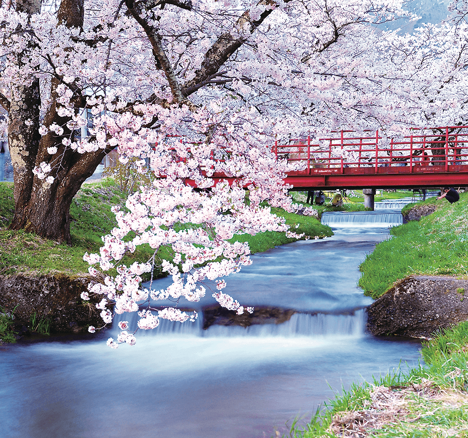 観音寺川の桜