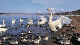 猪苗代湖に渡来する白鳥