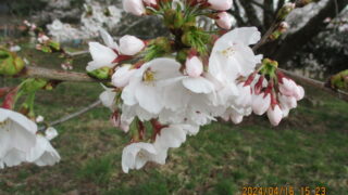 【ご案内】観音寺川の桜並木開花情報（４/１６（火）ほぼ満開）