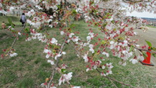 【ご案内】観音寺川の桜並木開花情報(4/23現在)