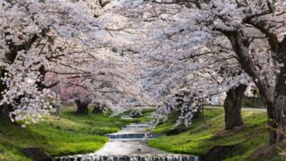 2025観音寺川桜まつりのご案内4/29（火祝）まで