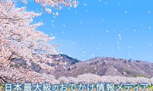 日本最大級のおでかけ情報メディアウォーカープラスに観音寺の桜が掲載されました